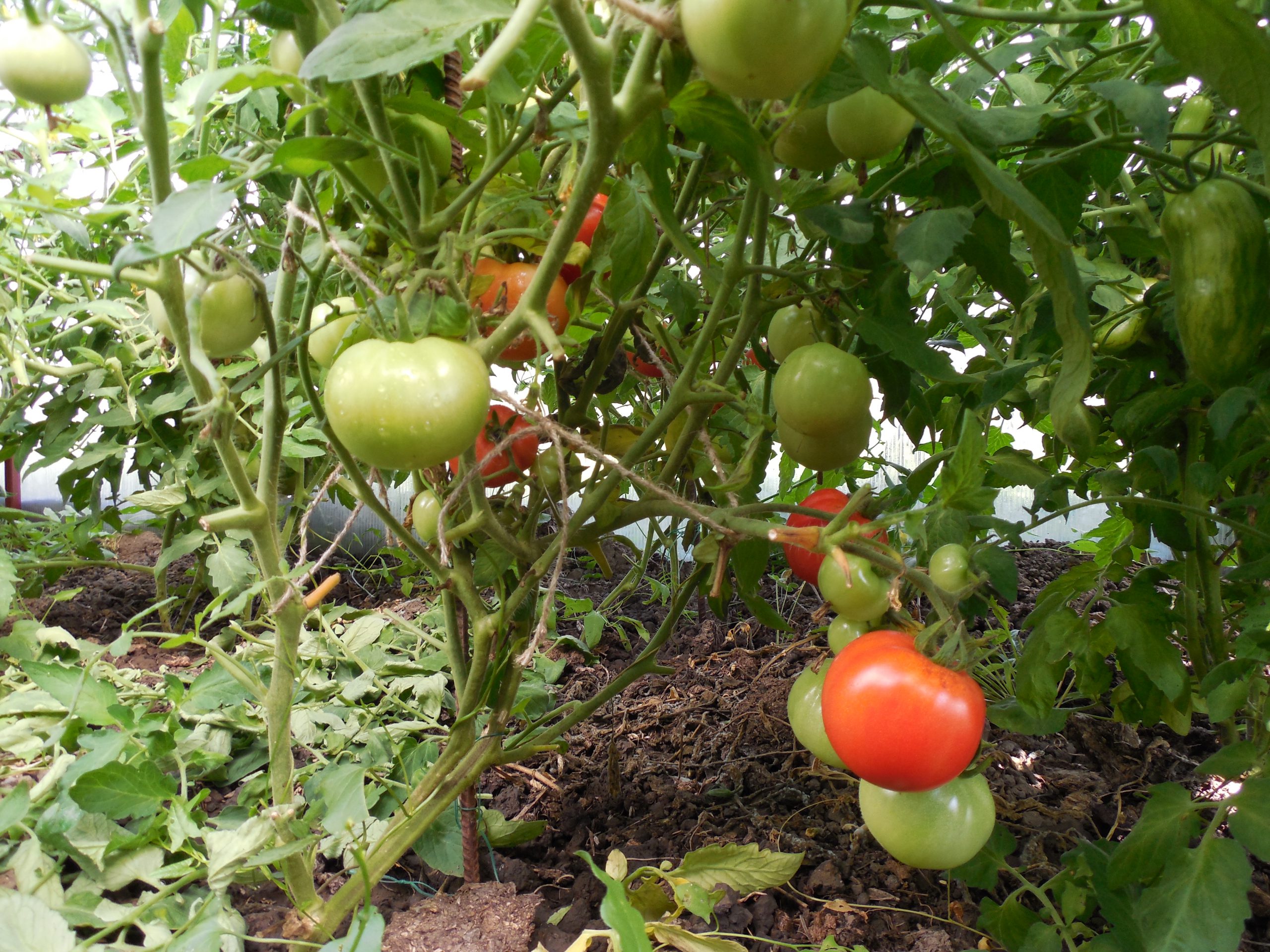 выращивание в теплице помидоров
