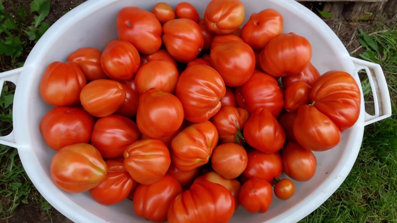 урожайность томата Пузата хата