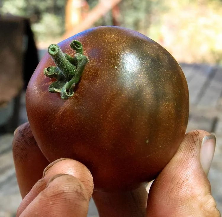 характеристика сорта Черный принц