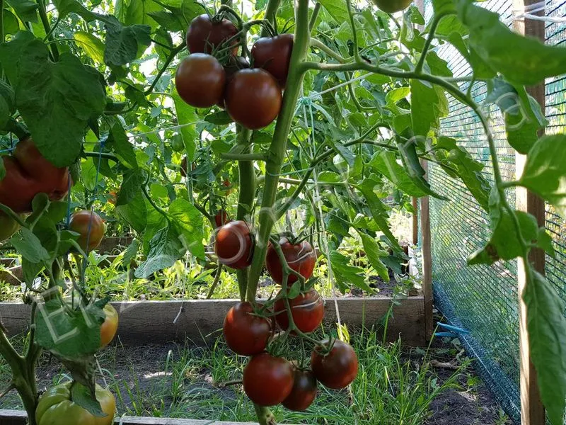 как выглядит сорт томатов Черный принц