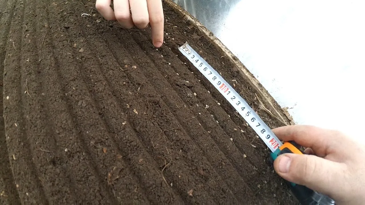 посадка томатов в открытый грунт