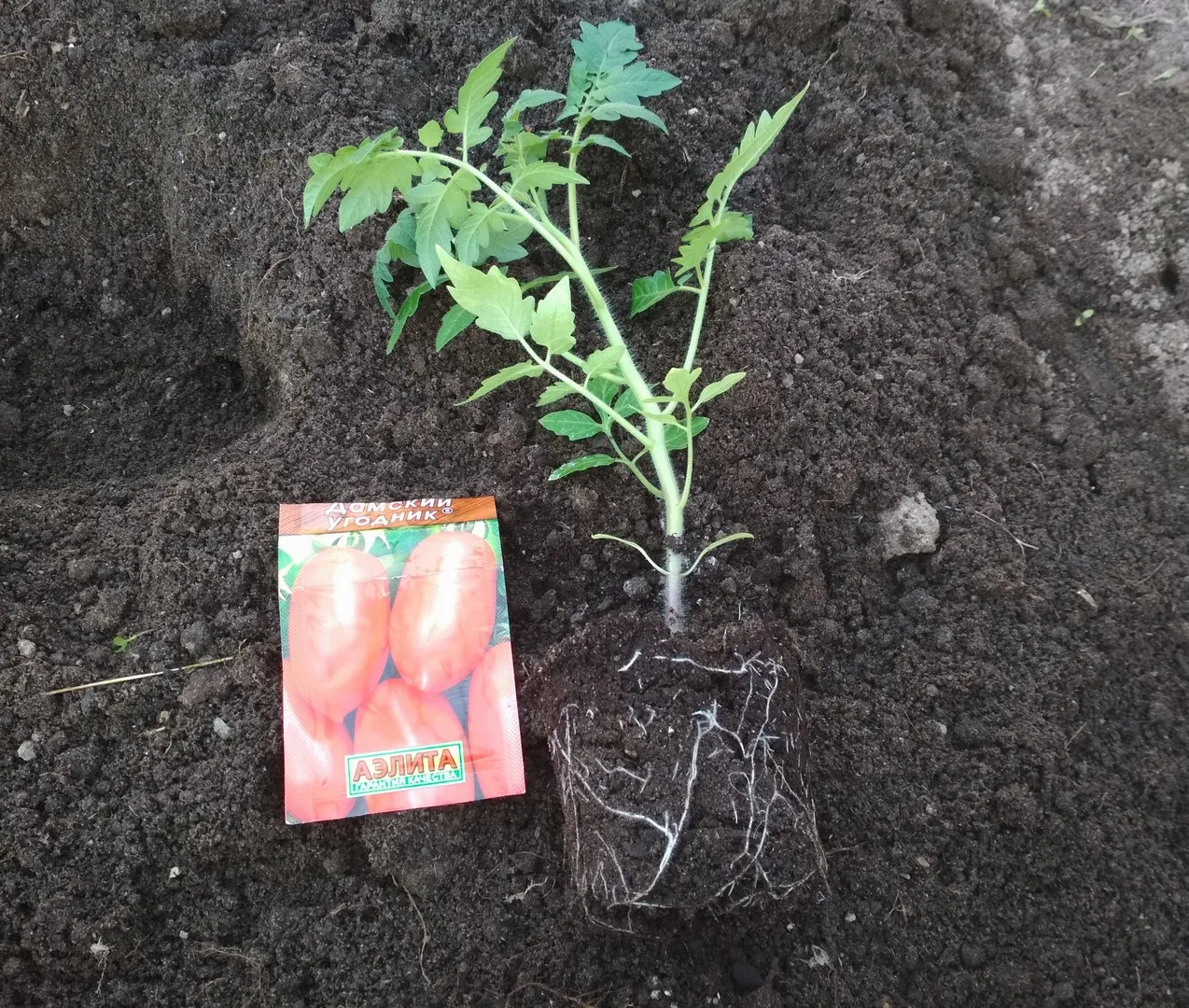 высадка рассады томата