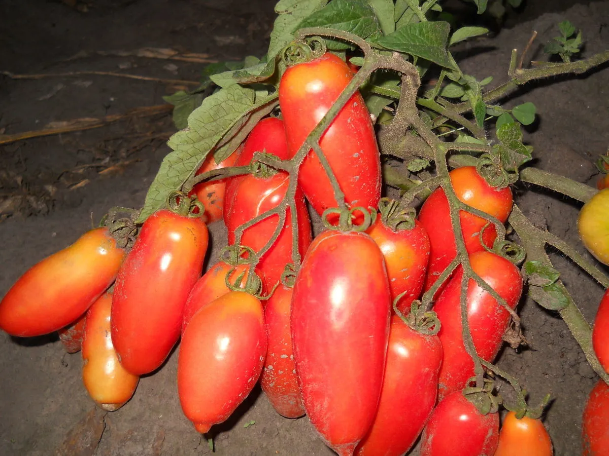 томаты дамский угодник