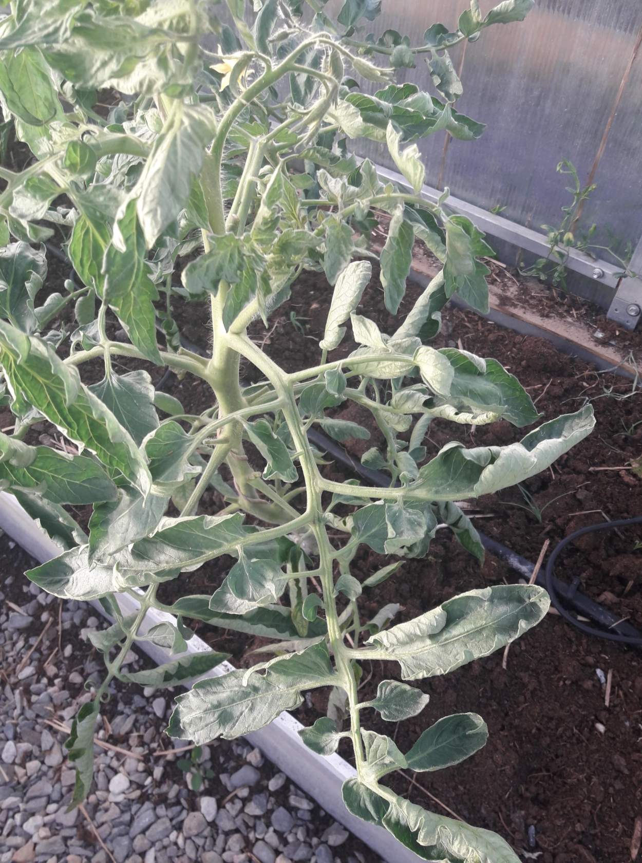 u-pomidor-skruchivayutsya-listya-2