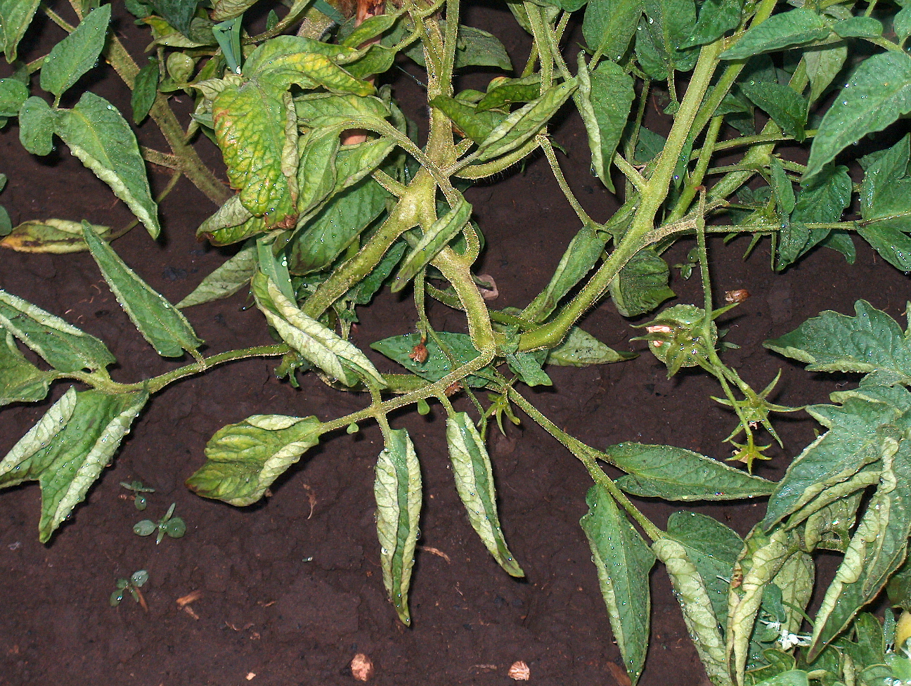 u-pomidor-skruchivayutsya-listya-5