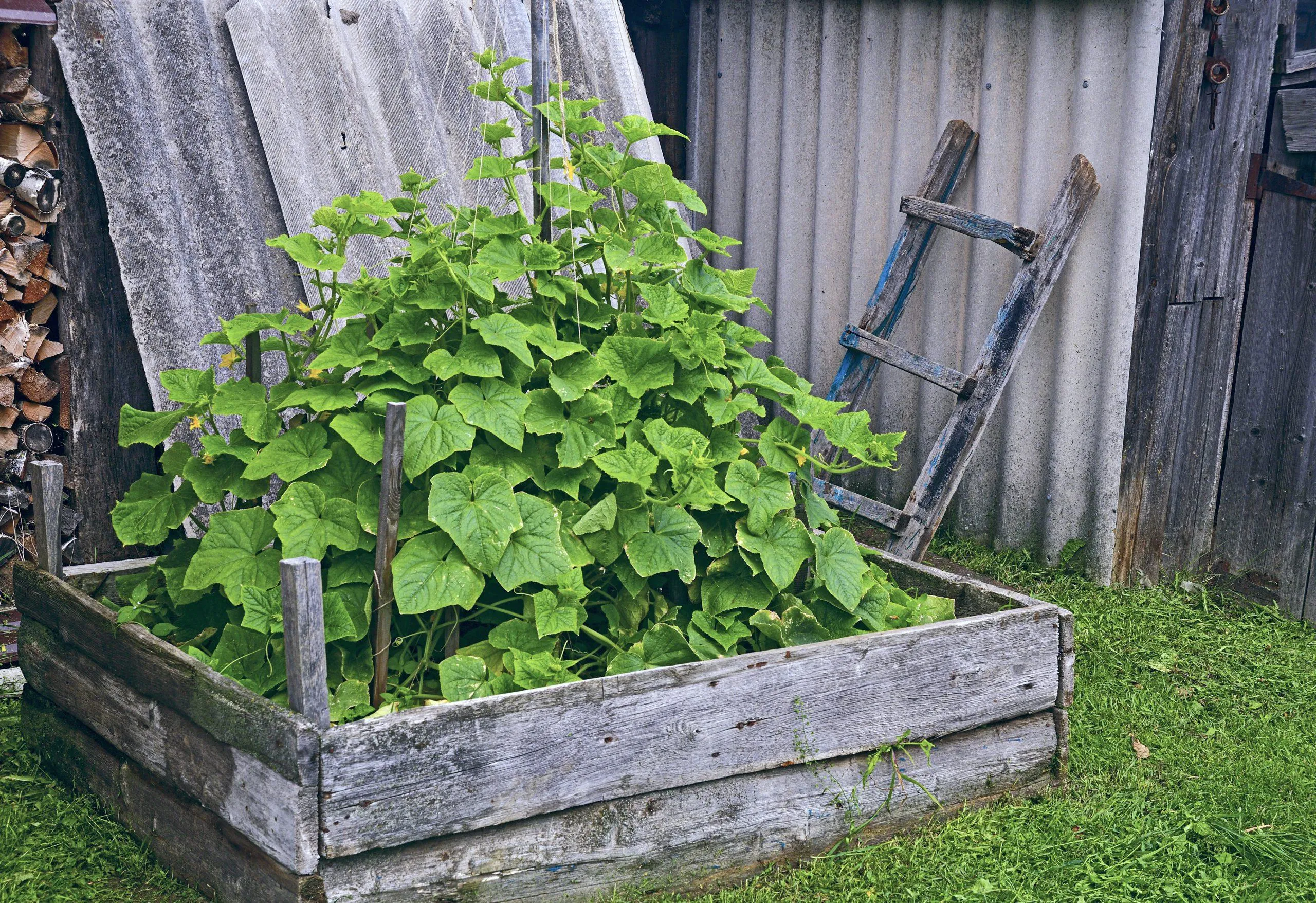 формирование кроны огурцов