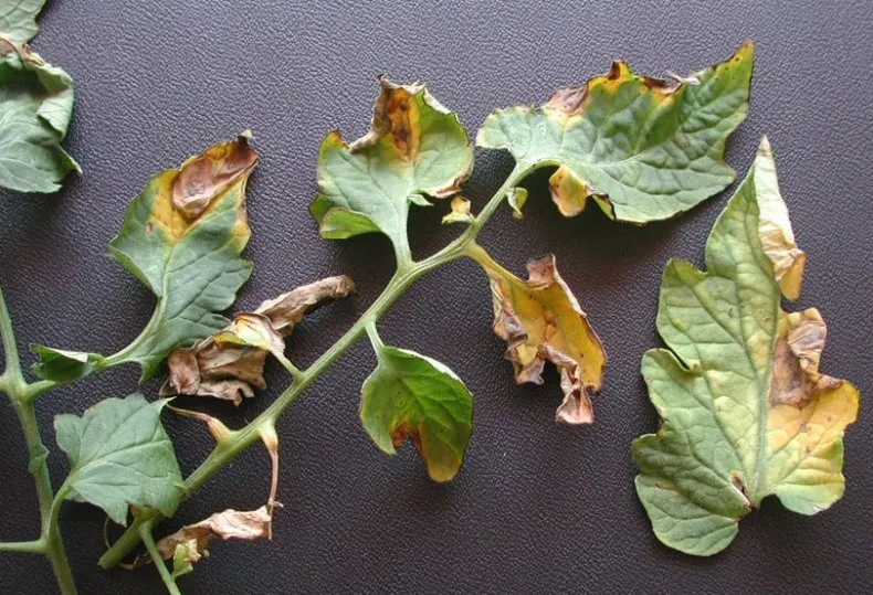 вертициллезное увядание томатов