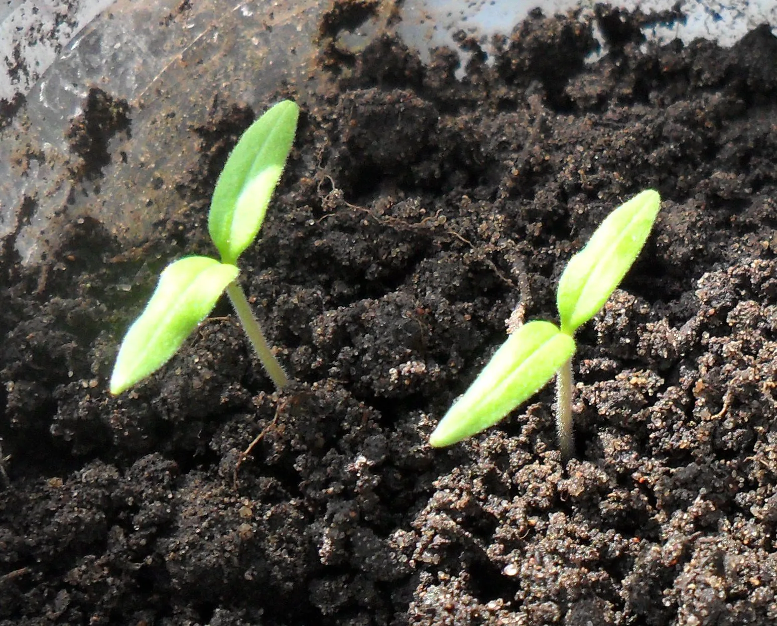 всхожесть сортов томатов