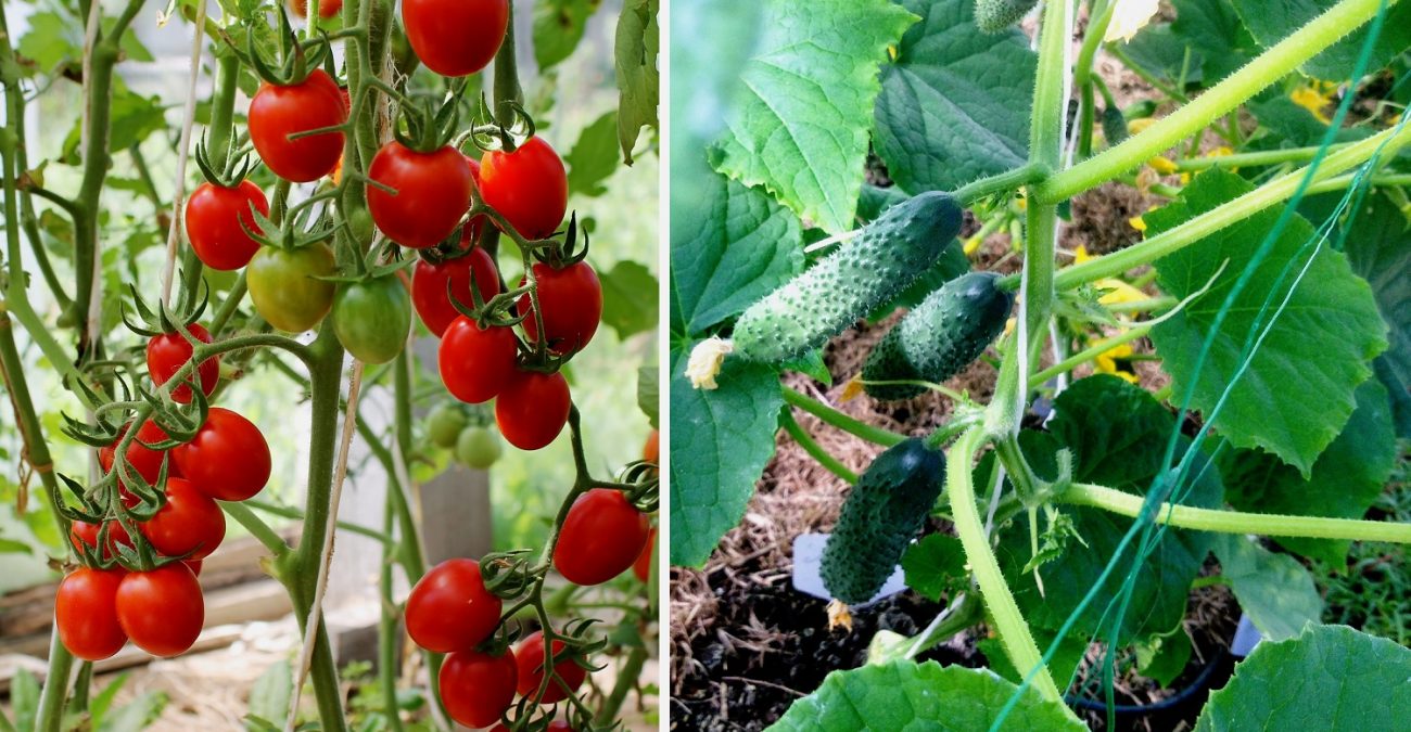 Что лучше выращивать в теплице огурцы или помидоры?