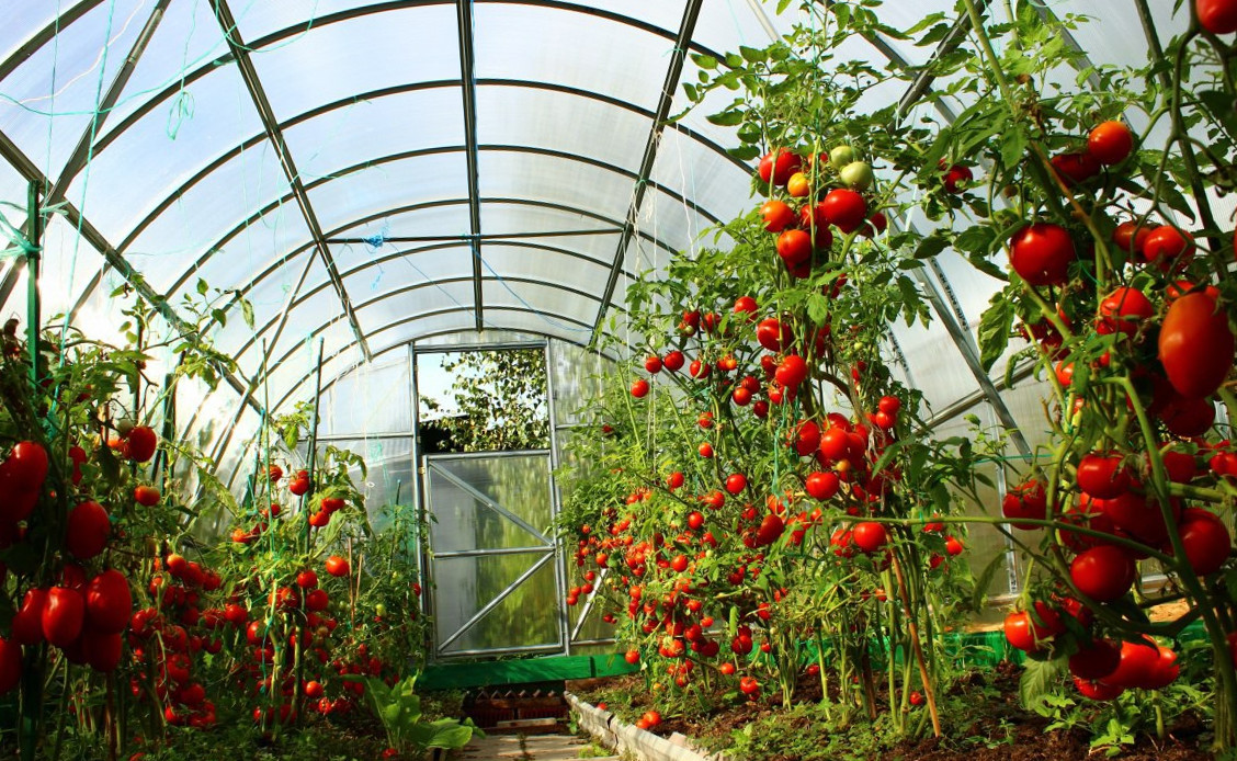 Парник для томатов, перцев 100х50х150 см