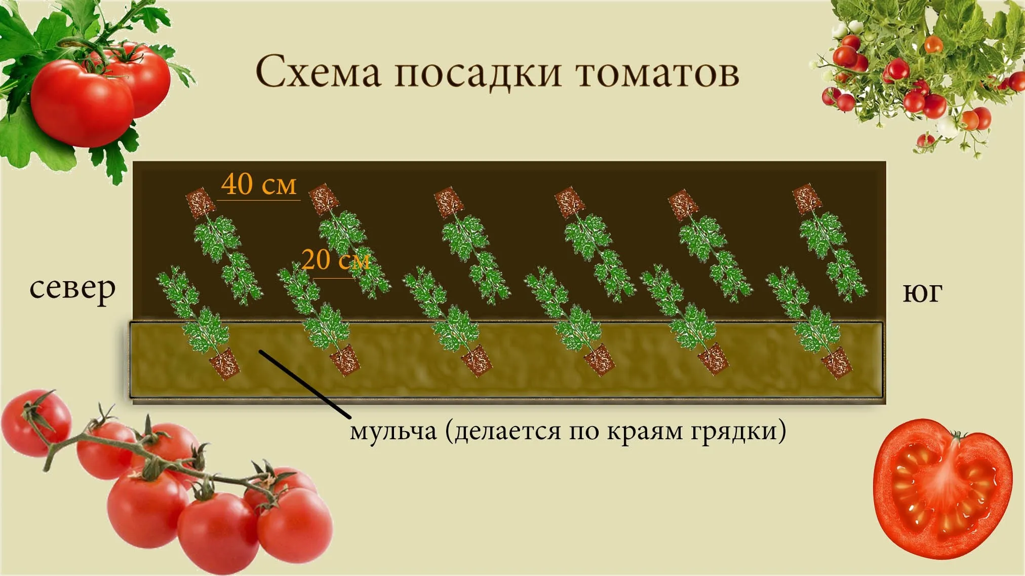 схема посадки рассады в теплице