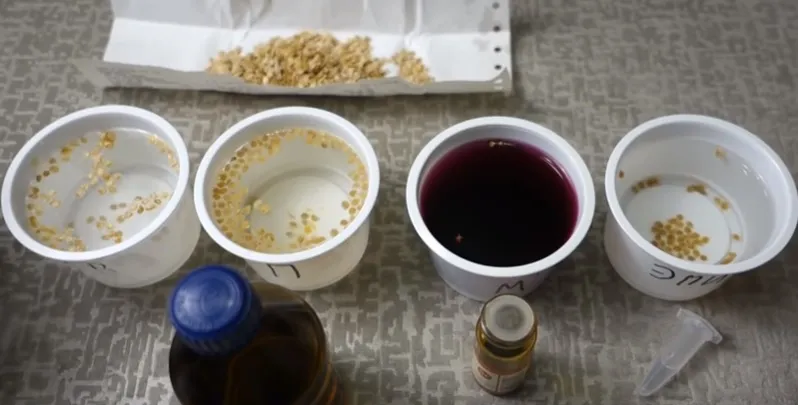 замачивание семян томата перед посадкой