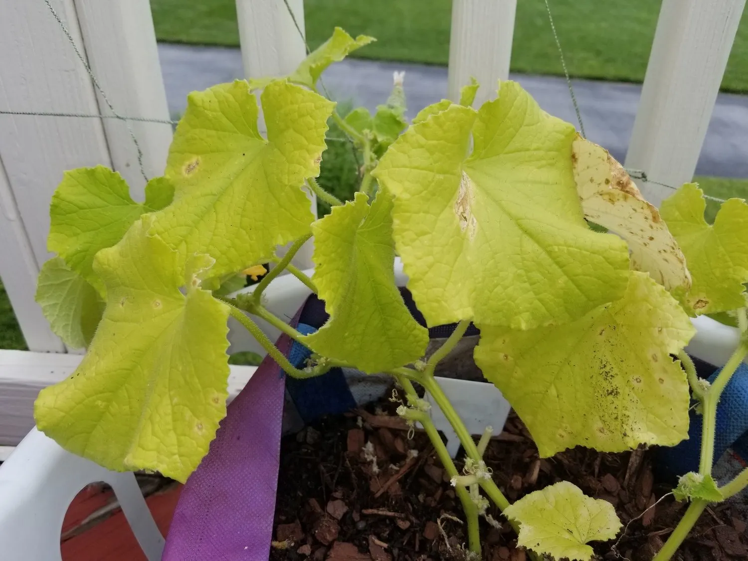 пожелтение листьев на подоконнике