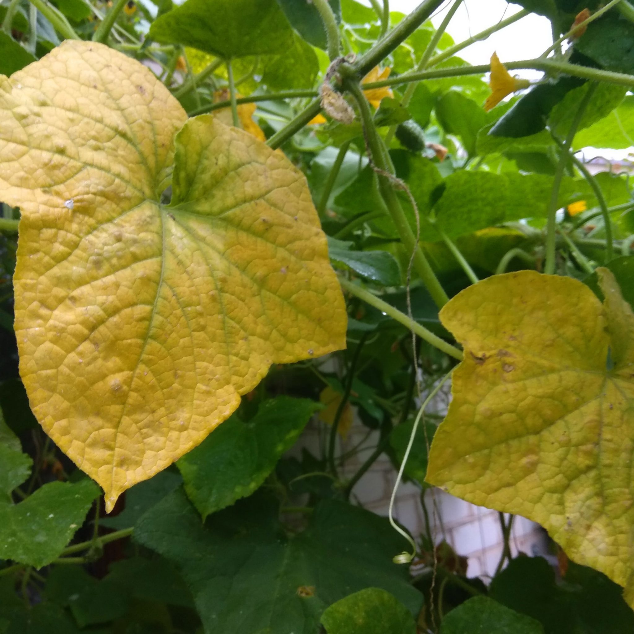 Огурцы в теплице желтеют листья что делать фото