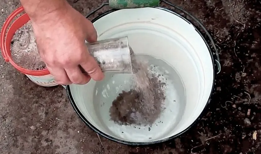 раствор золы для удобрения томатов