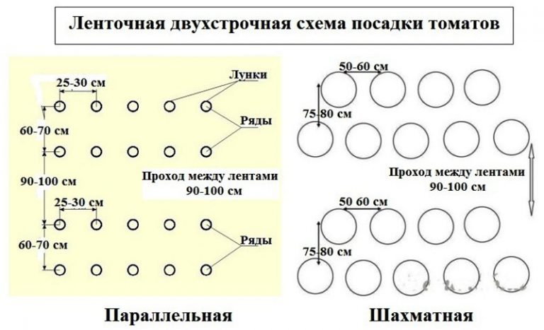 На каком расстоянии сажать перец в теплице друг от друга схема