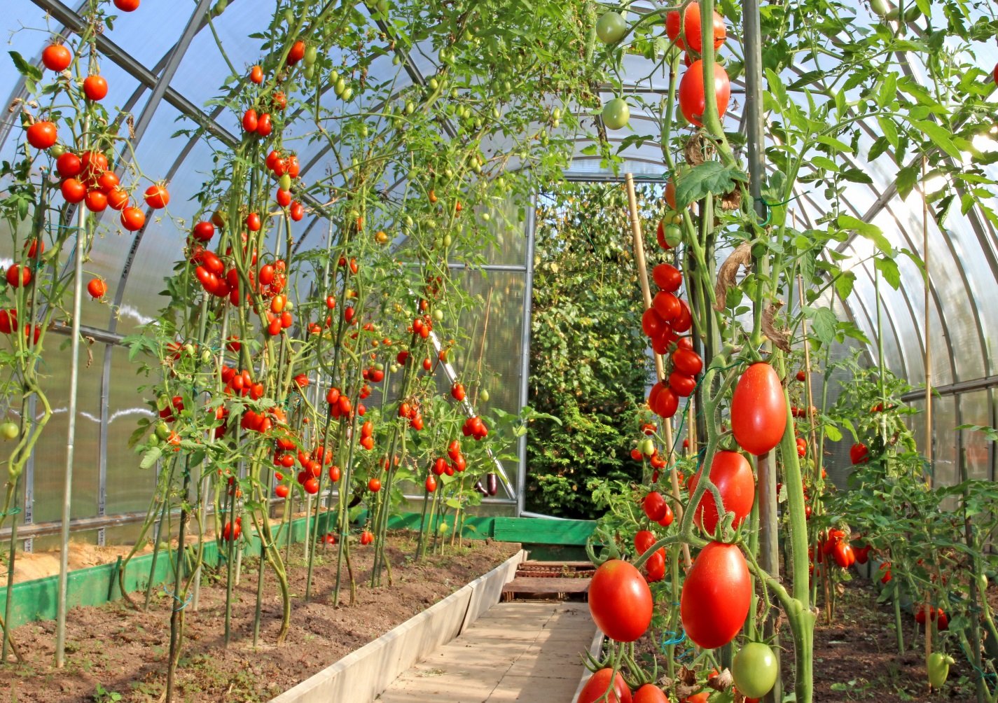 vyrashchivanie tomatov v teplice